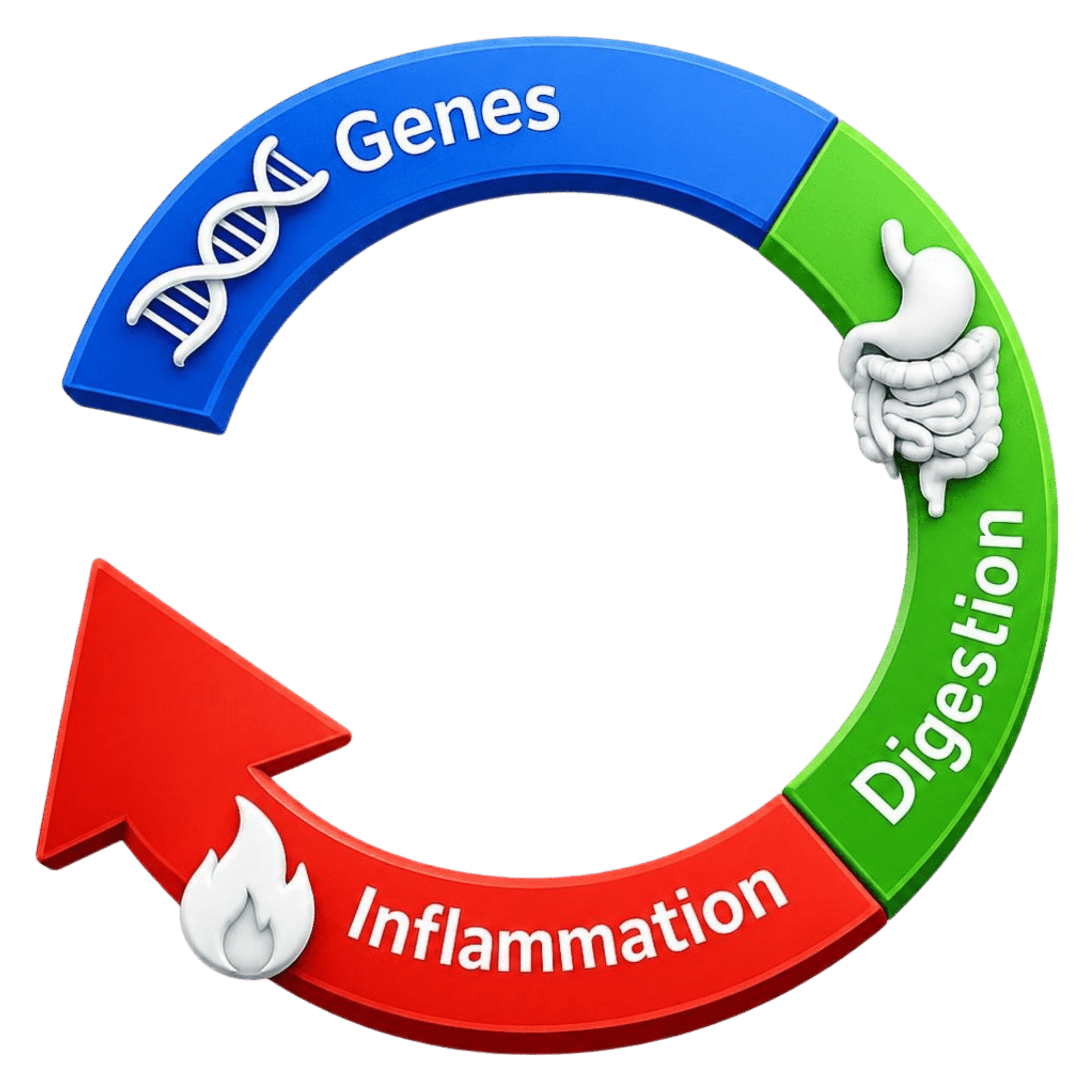 Circular Natural Restorative Nutrition logo illustrating the cycle of genes, digestion, and inflammation with blue, green, and red segments and health-related icons